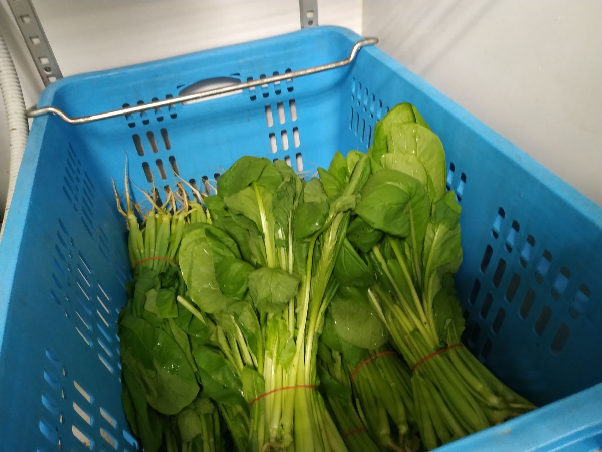 ▲石二鍋油菜被檢驗出農藥殘留超標。（圖／北市衛生局提供）