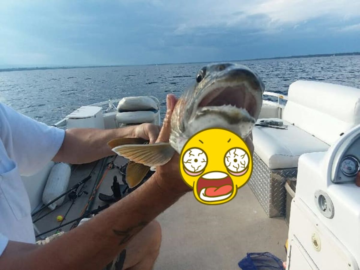 ▲都市傳說怪物真的存在？美國紐約一名女子和老公到湖邊釣魚，沒想到拉起來的一隻魚，近看之後卻超級毛骨悚然（圖／翻攝臉書 Knotty Boys Fishing ）