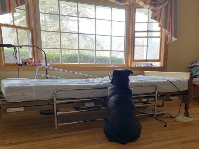 狗狗在病床旁等待逝去的主人回來　忠誠模樣讓人好揪心！
