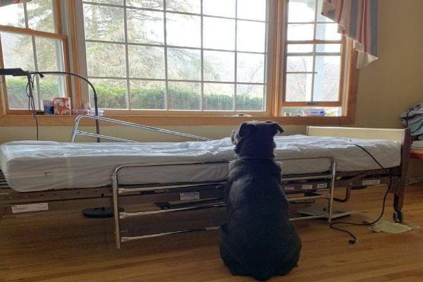 狗狗在病床旁等待逝去的主人回來　忠誠模樣讓人好揪心！