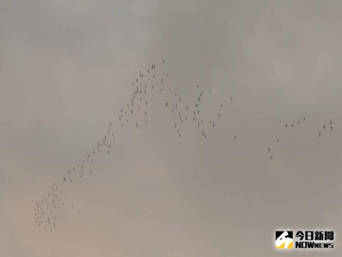 ▲數百隻黃頭鷺盤旋空中時，會變換隊形，不時讓觀者驚呼。（圖/記者邱嘉琪攝，2019.08.23）