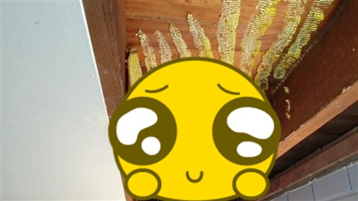 ▲澳洲一名女屋主家中，拆開天花板一看，發現天花板夾層竟藏了一個 50 公斤的「巨無霸」蜂巢。（圖／翻攝 Brisbane Backyard Bees 臉書）