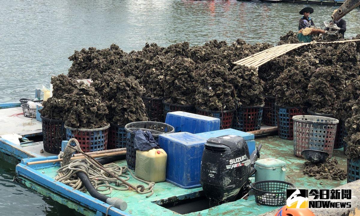 ▲雲林各漁港蚵民搶收蚵蠣，減輕「白鹿」颱風造成損失。（圖／記者蘇榮泉攝，2019.08.23）