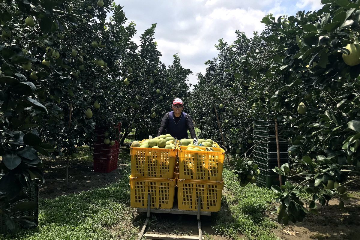 蕙楓農場青農林明穎認為，麻豆文旦在採收後還不是最好吃，一定要經過『辭水(消水)』，文旦外皮會慢慢從淺綠色轉為淡黃色，果肉才會更多汁、口感更香甜。（圖／蕙楓農場林明穎提供）