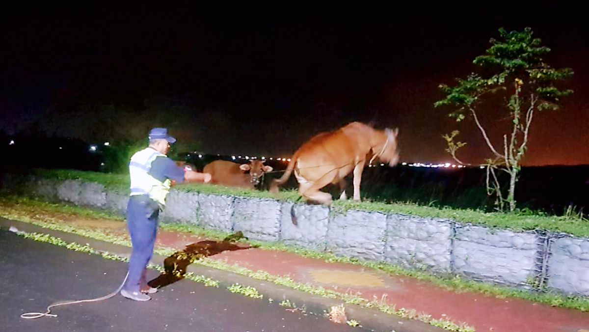 ▲日前屏東萬巒鄉泗溝大橋出現一群不速之客「牛群」 。（圖／記者陳美嘉翻攝）