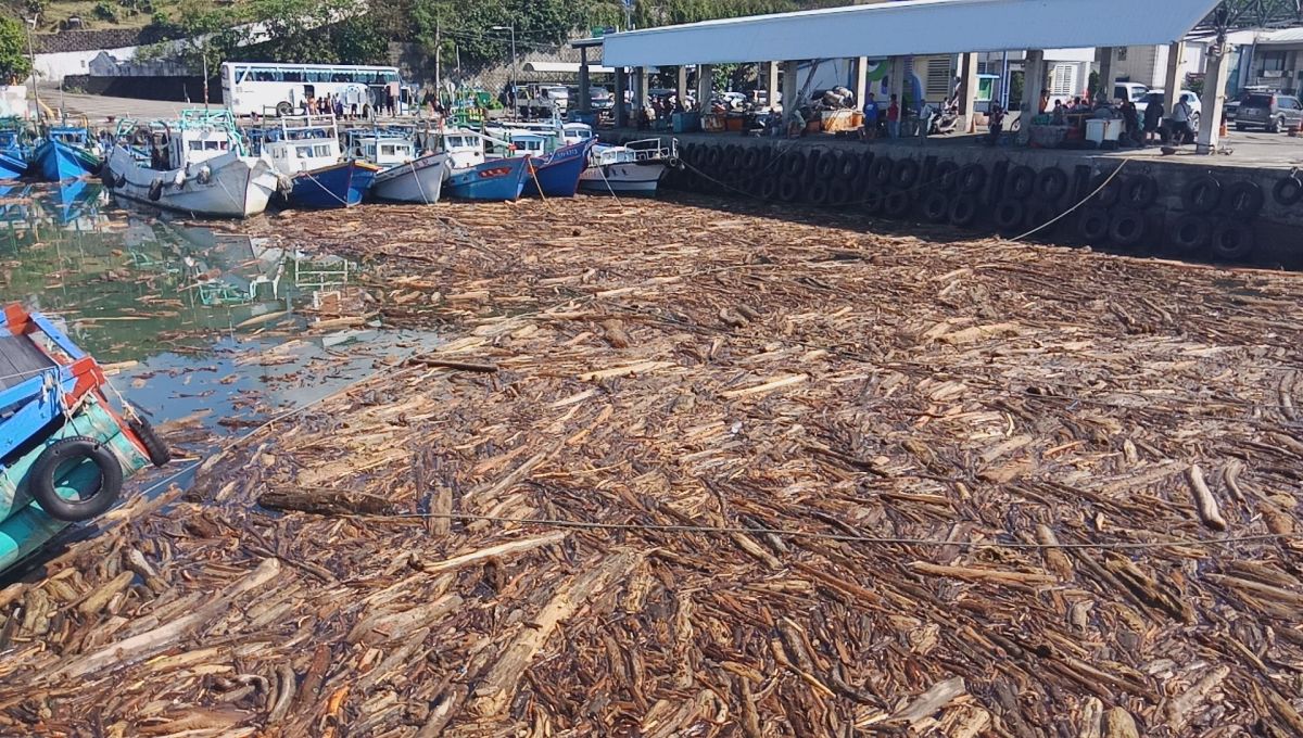 ▲輕颱白鹿橫掃台東，大批漂流木從山中沖刷到海上，造成富岡漁港被漂流木佔領，船隻完全無法出航。（圖／記者鄭志宏翻攝）