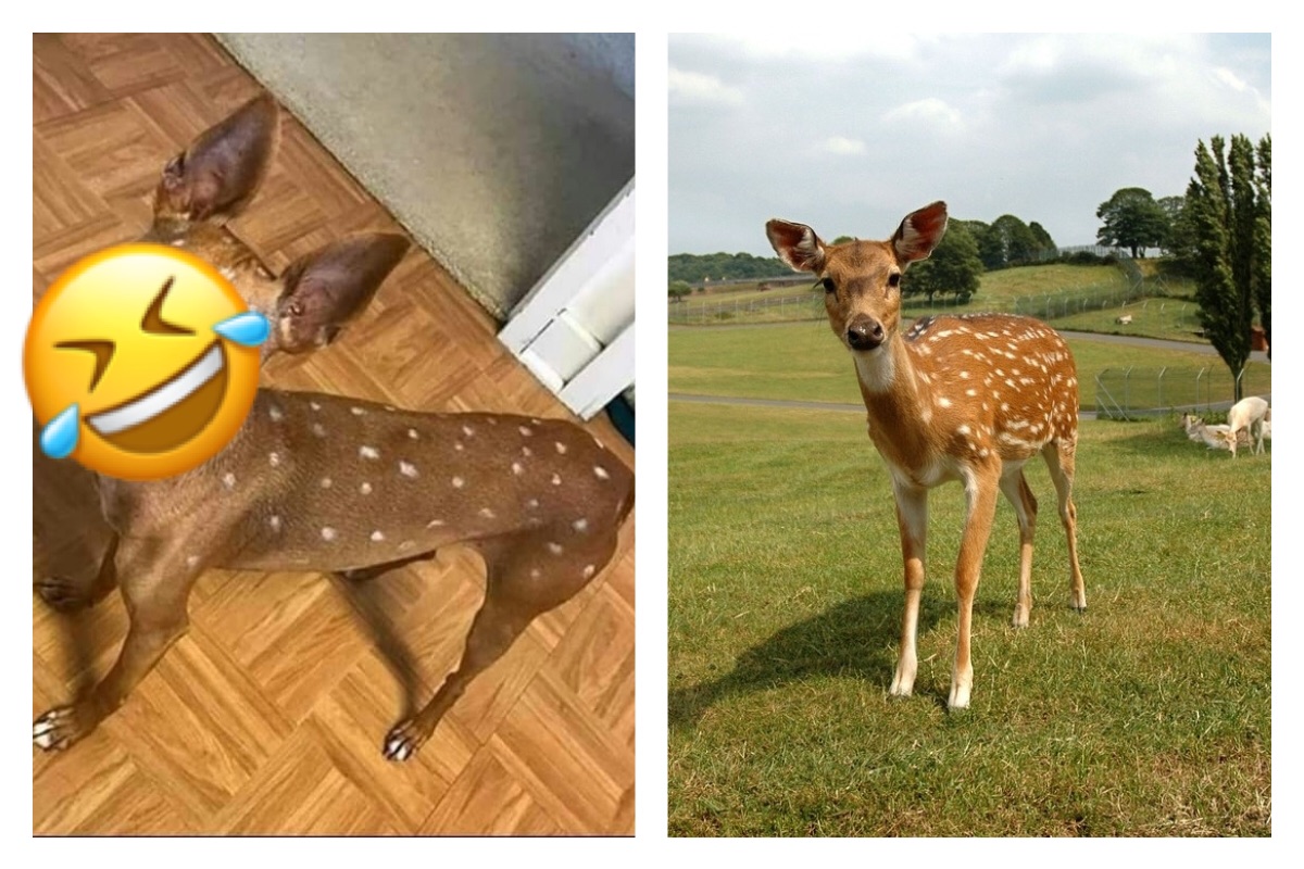 ▲若以後自己的小孩如果想要「看鹿」，那到底該怎麼辦？親自飛一趟日本奈良還是發揮自己的創意，滿足自己小孩的小小願望呢？（圖／翻攝自《爆廢公社》和 pixabay ）