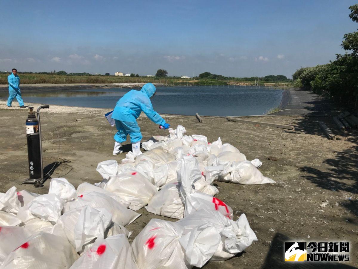 ▲芳苑鄉1肉鴨場確診為H5N2亞型高病原性禽流感，防疫人員完成全場撲殺清場及消毒工作，計撲殺444隻肉鴨。（圖／記者陳雅芳翻攝，2019.08.27）