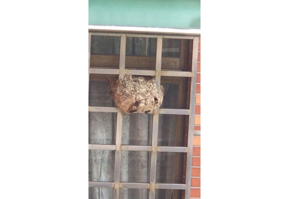 ▲如同排球一般大小的虎頭蜂窩，築在住戶的鐵窗上讓隔壁的社區住戶憂心老人小孩被虎頭蜂螫傷。（圖／記者李春台翻攝）