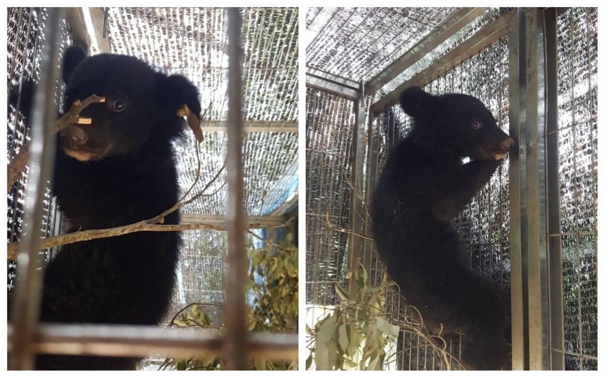 ▲台東廣原小熊在籠內進行探索。（圖／台東林管處提供）