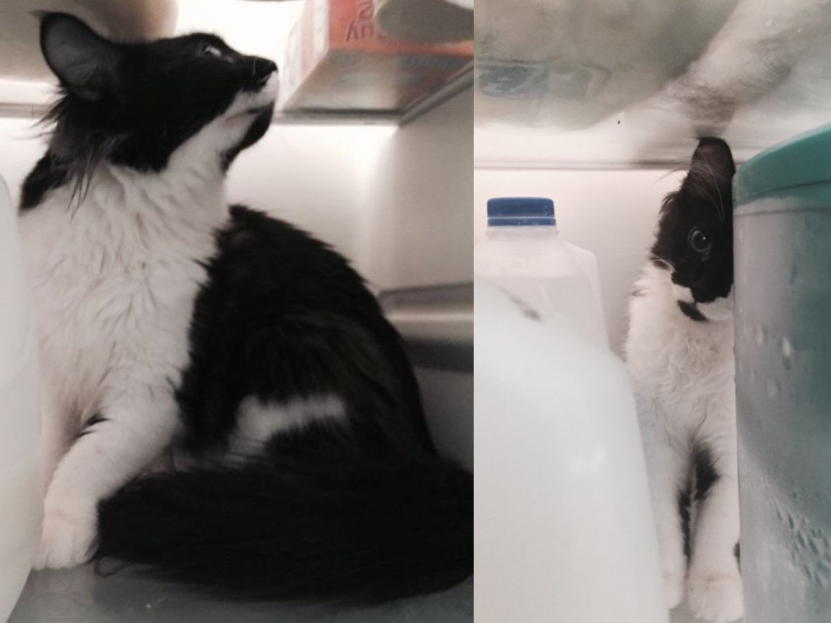 躲進冰箱的泰莉竟然一臉享受，完全不想出來。(圖/tumblr)