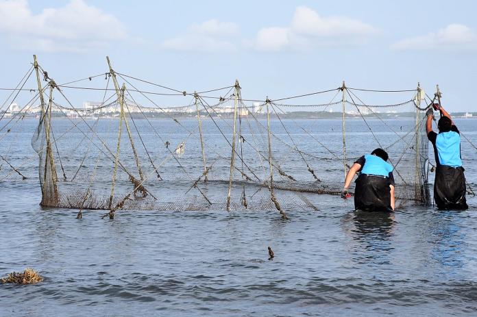 活化海洋　澎縣府清除5000多支立竿網具
