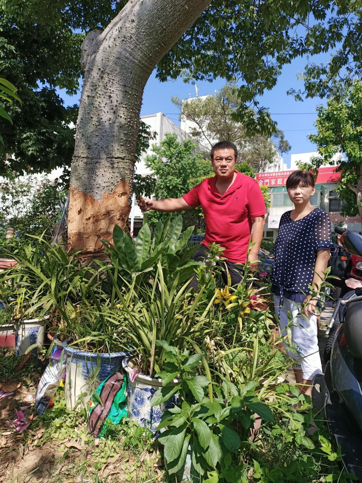 ▲3層樓高美人樹，遭人凌遲式的環狀剝皮，已奄奄一息。（圖／金城鎮公所提供）