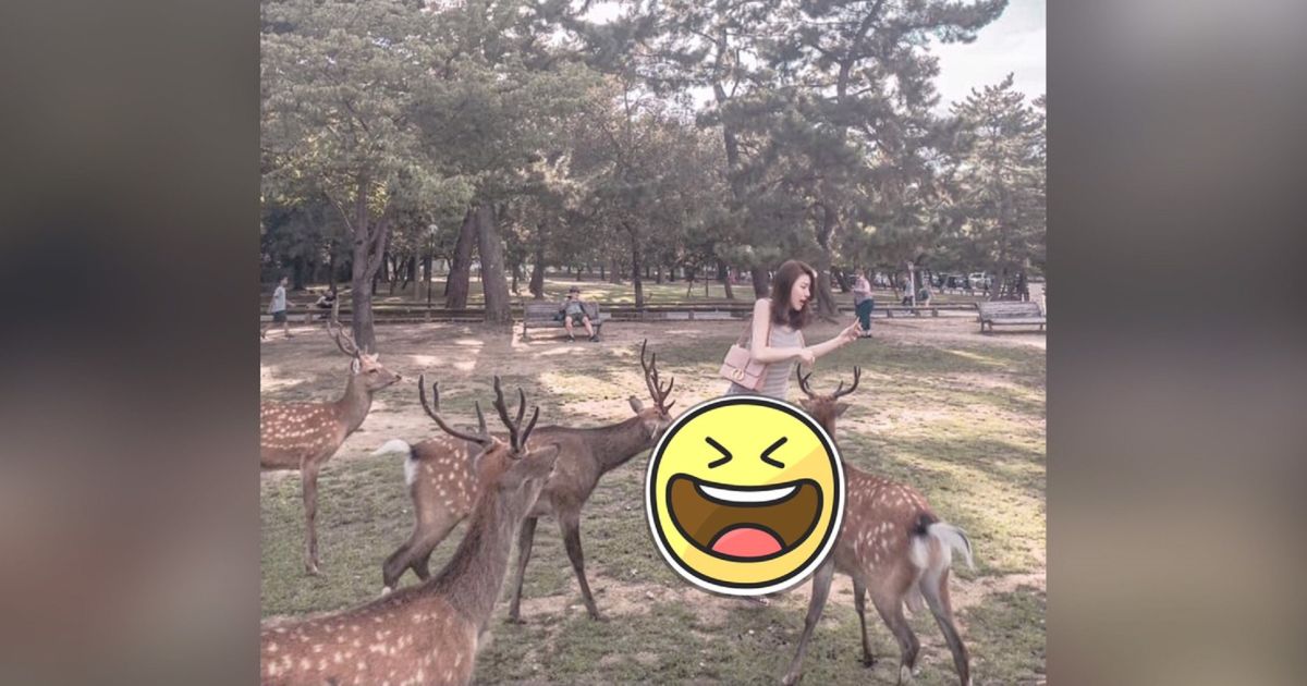 ▲一名美女網友在臉書「爆怨公社」發文表示，自己到日本奈良餵鹿時，慘遭流氓鹿圍攻「霸凌」。（圖／翻攝爆怨公社）