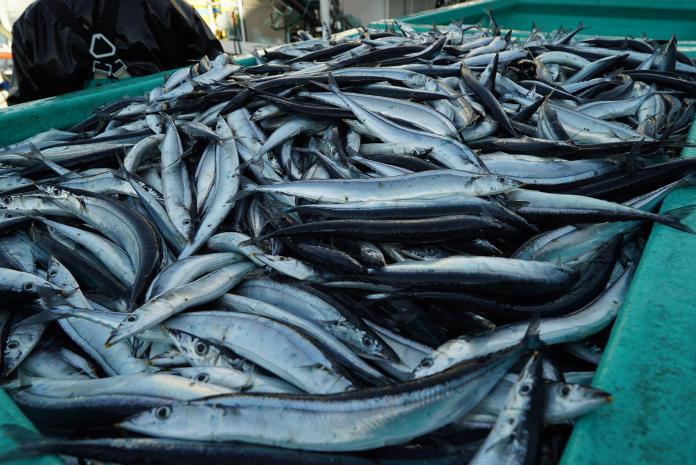 ▲今天傳出中國繼暫停台灣石斑魚、白帶魚、竹筴魚輸入後，又增加午仔魚、秋刀魚。（示意圖／取自pixabay）