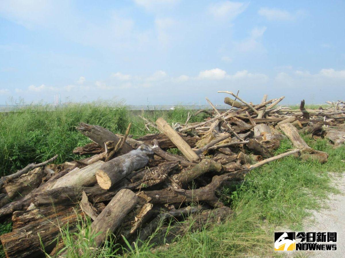 ▲通常在颱風或是豪雨後，河口或是海岸邊常有漂流木。（圖／記者陳雅芳攝，2019.08.30）