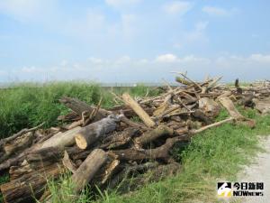 漂流木可以撿嗎？8字原則牢記　3大規範再放寬
