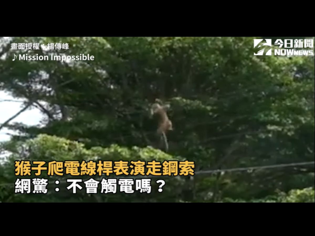 二水國中老師目擊猴子走電線的驚險畫面。（圖／楊傳峰授權）