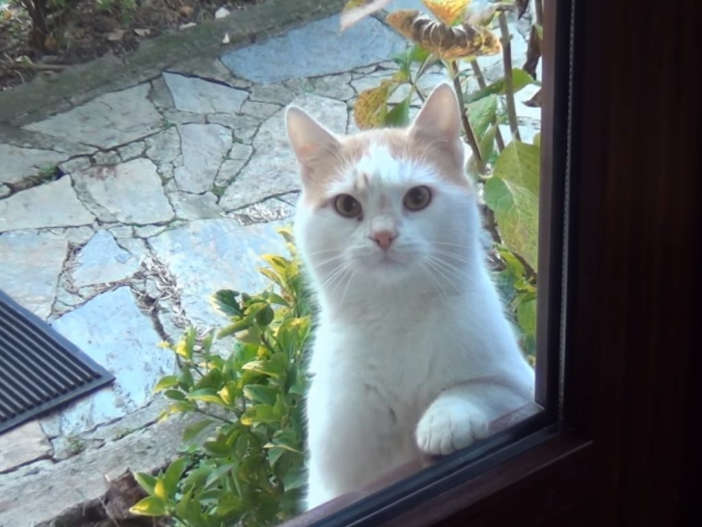 達太安每天都會站在窗前緊盯屋主放飯！（圖／翻攝自Youtube@walter santi）