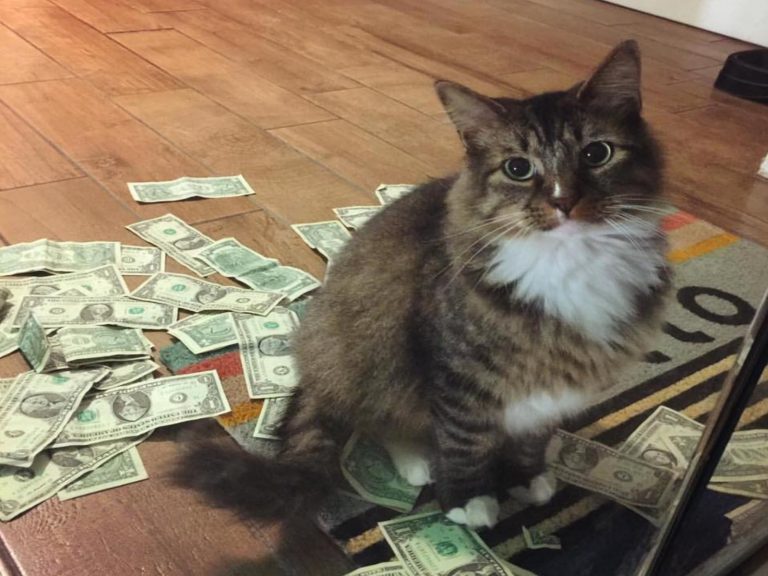 貓星人Cashnip很會賺美鈔！（圖／FB@CASHnip Kitty）