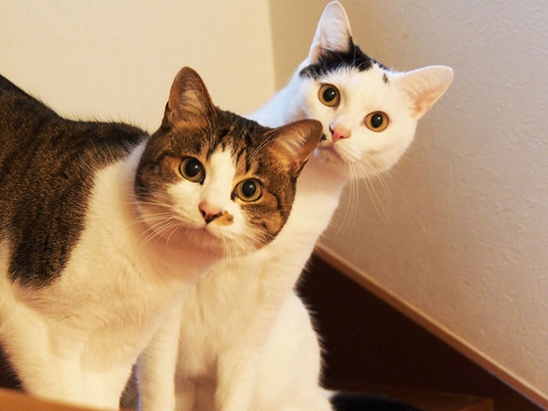 真貓奴！日本柴犬愛貓成癡　5年拯救14隻幼貓找到溫暖