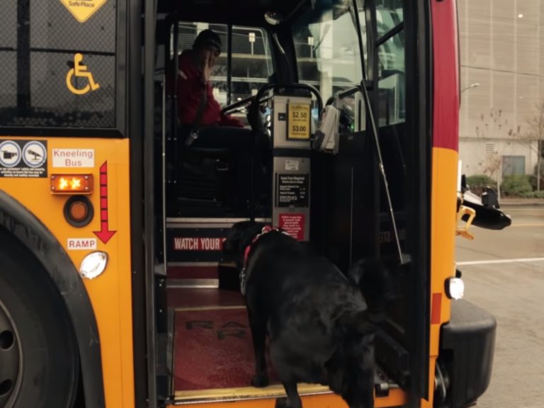 黑色拉不拉多會搭公車到五站之外的狗公園玩耍（圖／翻攝自Youtube@King County Metro）
