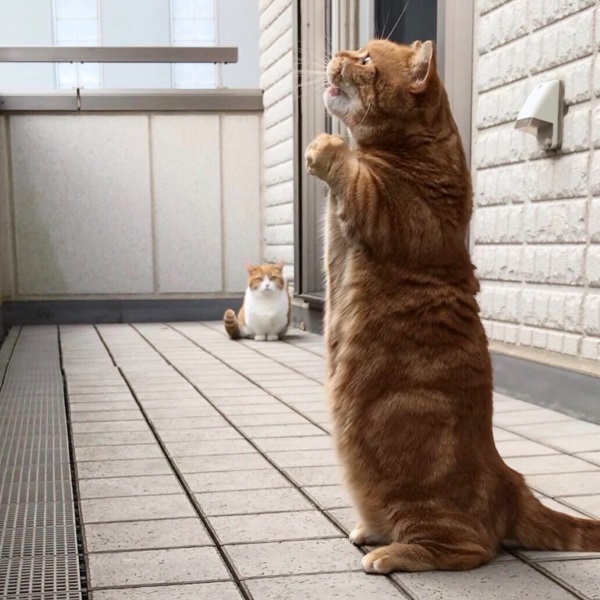 日本短腿貓兄妹搖滾魂上身　張口嘶吼萌樣圈粉上萬人！ 