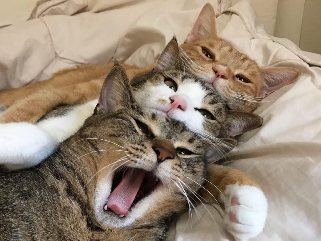 日本飼主的三隻愛貓感情非常好，睡覺也會在一起！（圖／IG@go_home_loa）