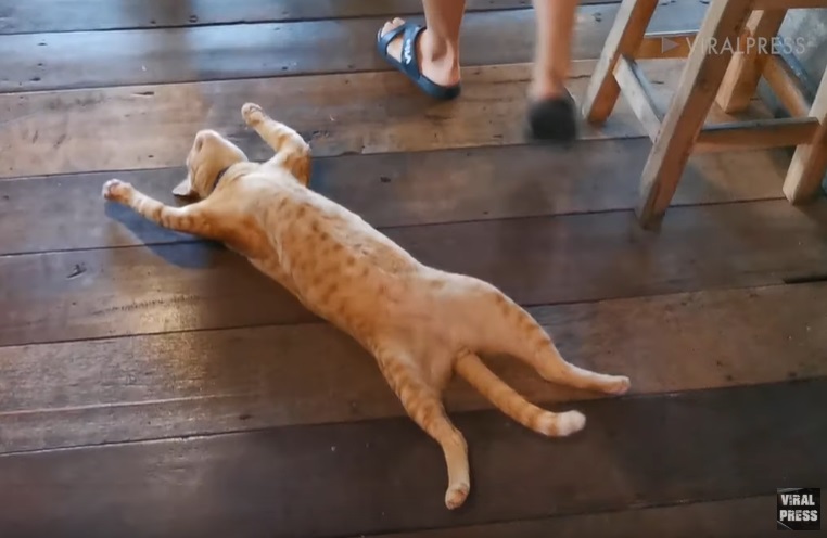 泰國店貓鬆躺地板睡午覺　化身路障超大牌！