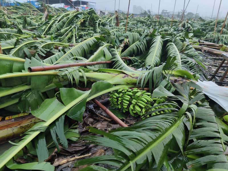 颱風白鹿24日橫掃台東地區，造成多處傳出農損災情，當地一處香蕉園內的香蕉樹不敵強風豪雨，大量倒伏，農民心血毀於一旦。中央社記者盧太城台東攝108年8月24日