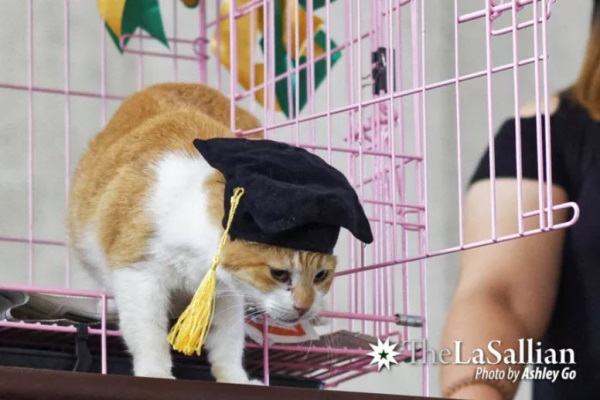 菲律賓貓貓太愛吃　學校只好幫牠舉行典禮提早畢業