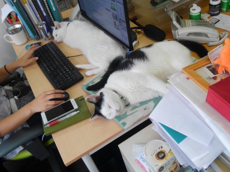 因為貓咪的加入，讓整個公司的工作氣氛緩和不少，也促進了員工的交流～ (圖/Facebook@日テレNEWS24公式ページ) 