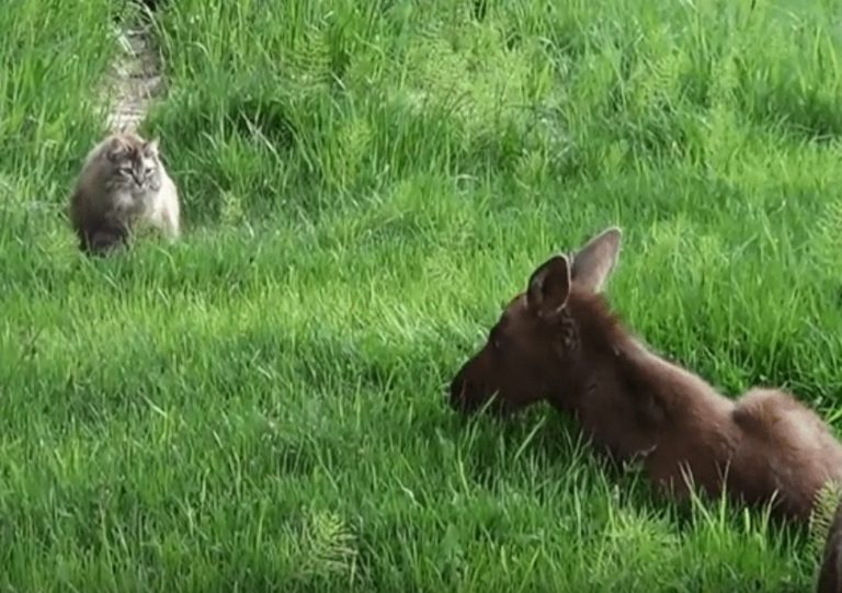 連襪子都怕的超膽小貓咪　竟迷戀上巨大駝鹿好朋友！