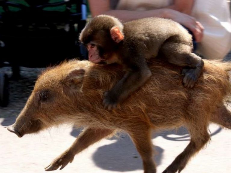 翅膀硬了？動物園猴兒從小由豬豬帶大　卻丟下好友自己「越獄」去！
