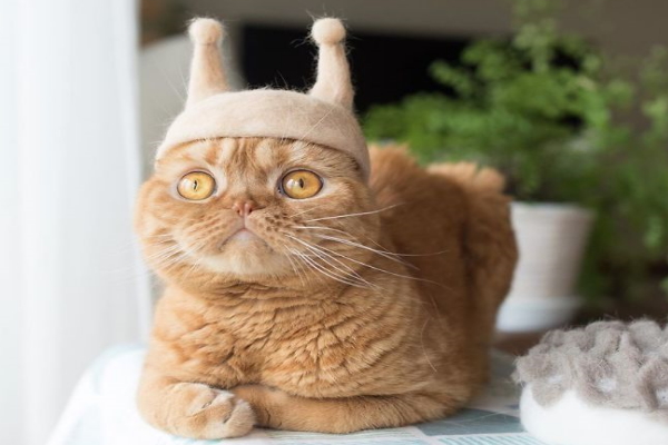 超狂主人以貓毛量身訂做造型帽　巧手又進化啦！