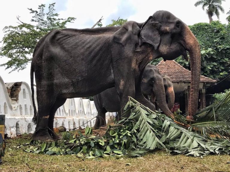 瘦骨如柴的70歲大象Tikiri不但營養不良，還被迫連續參加10幾天的慶典遊行（圖／FB@Save Elephant Foundation）
