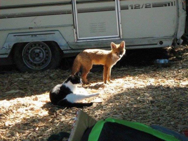 狐狸從小超愛貓朋友　成功野放後竟還天天回來共進晚餐！
