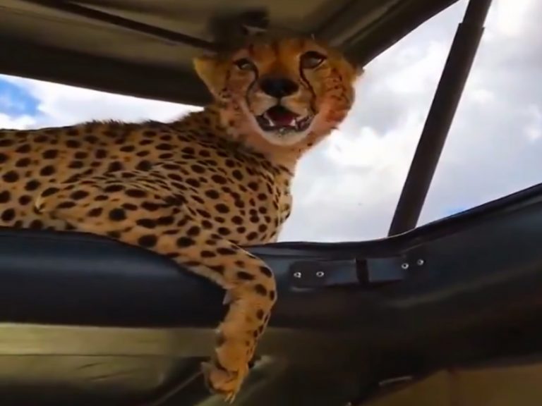 天氣太熱大貓竟然爬上吉普車　獵豹：借納涼一下！
