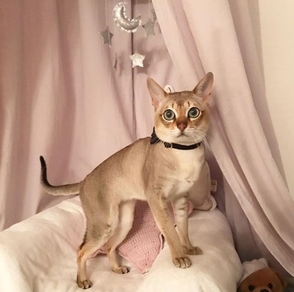 貓咪愛上等身大娃娃　走到哪都要叼著模樣萌翻天！