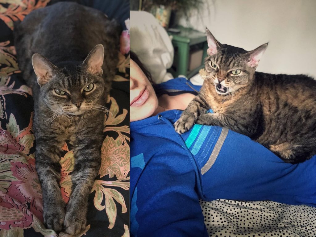 芭芭拉天生看起來就好像隨時都在生氣，看什麼都不順眼。 (圖/IG@grumpybarbara) 