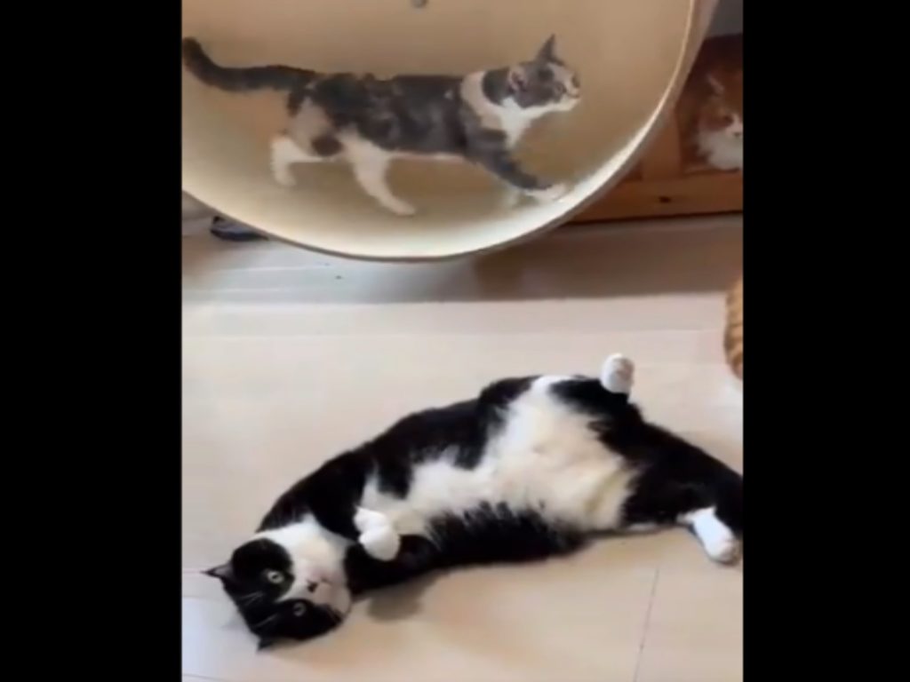 網友原本買了滾輪是希望比較胖的黑白貓能夠多運動，但沒想到牠完全不賞臉！（圖／twitter@suzukotegin）