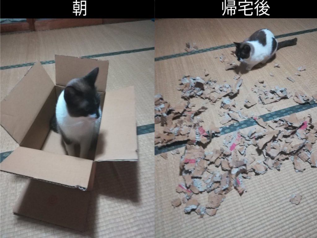 主人留給貓咪的紙箱，被牠咬成碎片（圖／twitter@bobrinlin）