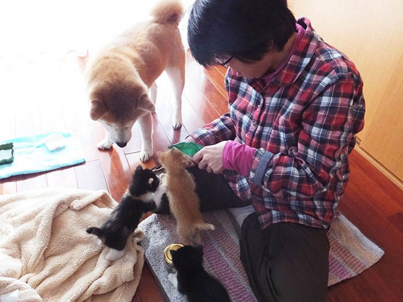 真貓奴！日本柴犬愛貓成癡　5年拯救14隻幼貓找到溫暖