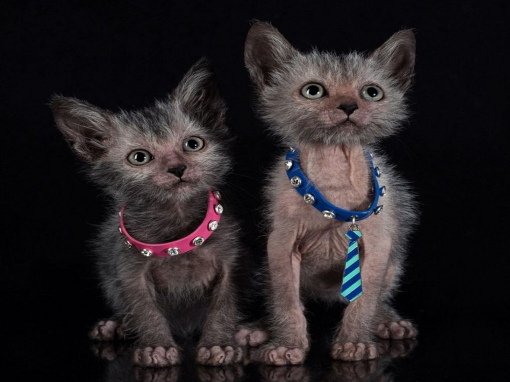 狼貓（圖／NextShark）