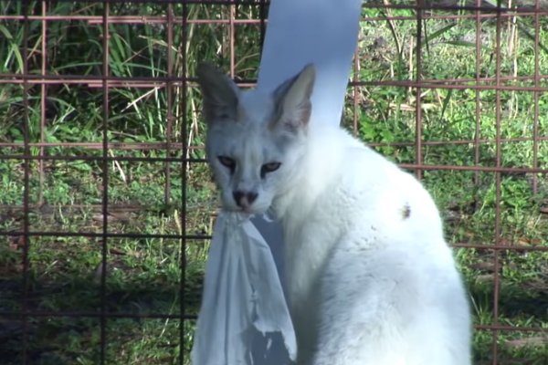 一個小小捲筒衛生紙　讓貓科動物全陷入瘋狂啦！