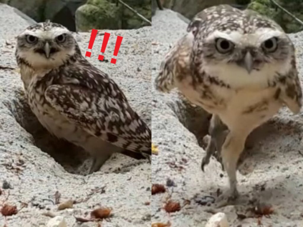 蝦米！這是什麼東東，看起來超討厭的！ (圖/Facebook@ Hawk Conservancy Trust) 