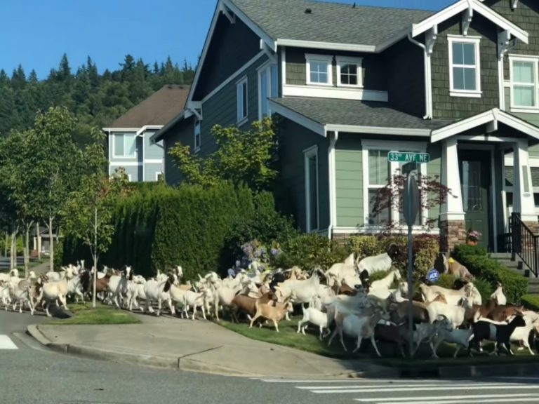 200隻山羊闖住宅區逛大街啃花草　牧羊犬竟然跟著落跑！
