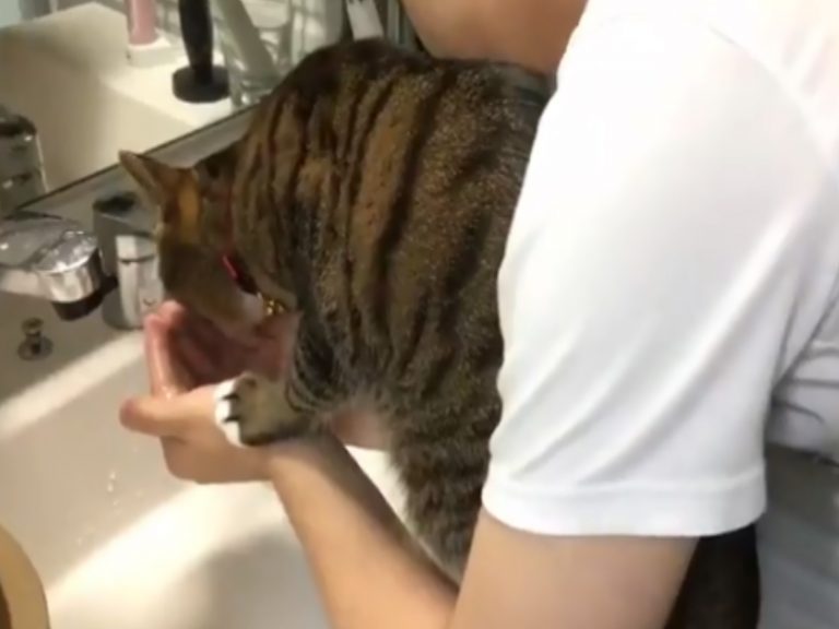 貓咪在主人洗臉到一半時打擾他，就只是為了要喝水！（圖／twitter@__perosuke__）