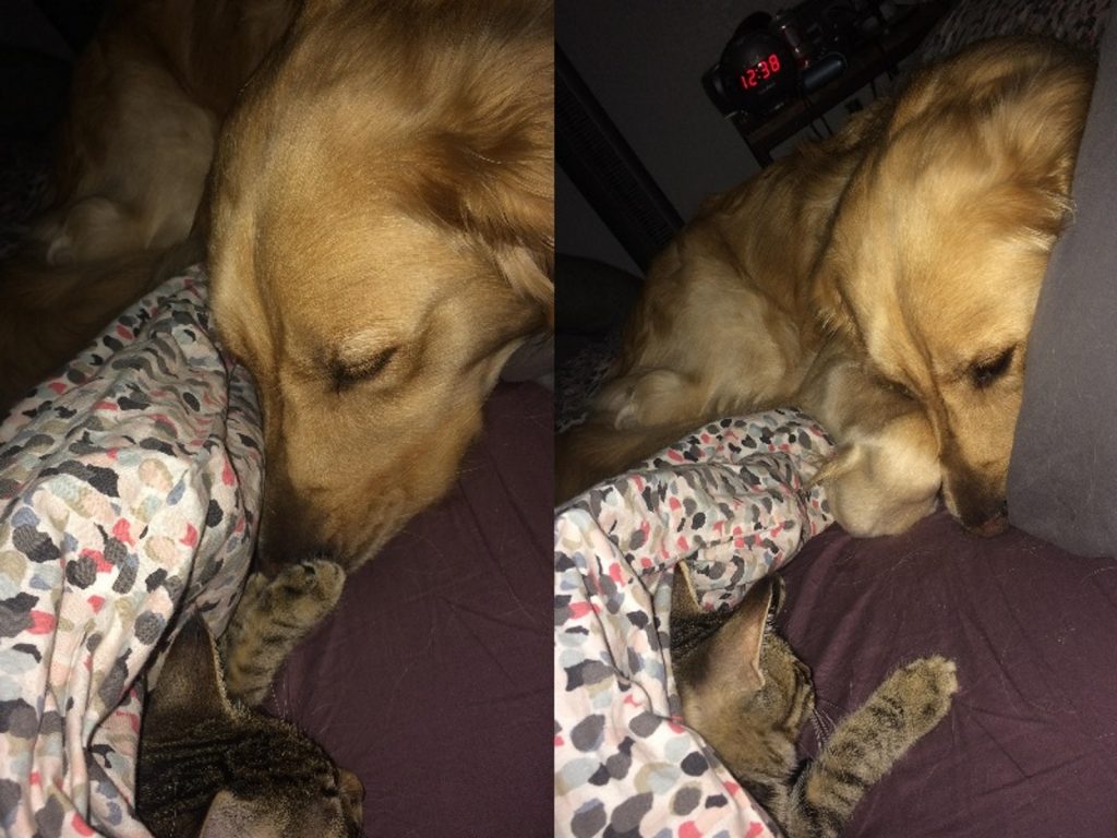 克羅斯比在半年間痛失兩個好朋友，雖然看起來還是很開朗，但或許在牠心中還是會覺得孤單吧！(圖/imgur) 