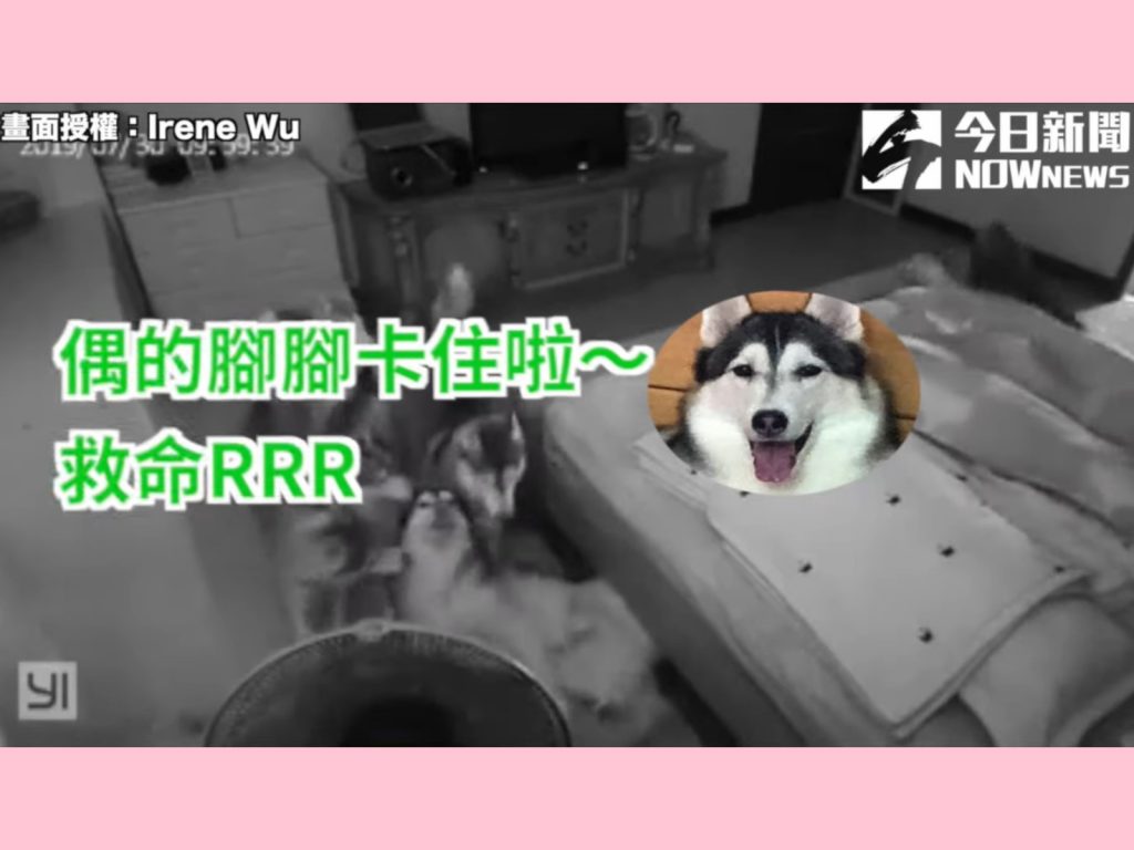  ＶＶ是所有狗狗裡體型最大的，但卻擁有一顆溫柔的心，平常跟兄弟姊妹搶玩具最後都是牠搶輸，也不愛跟人家吵架，只是偶爾會有奇怪的舉動。 (圖/網友Irene Wu授權提供) 